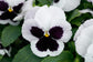 Pansies Majestic Giant White Blotch 50 Pansy Seeds