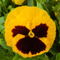 Pansies Majestic Giant Yellow Blotch 50 Pansy Seeds