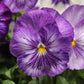 25 Pansy Seeds Spring Matrix Lavender Shades Pansies