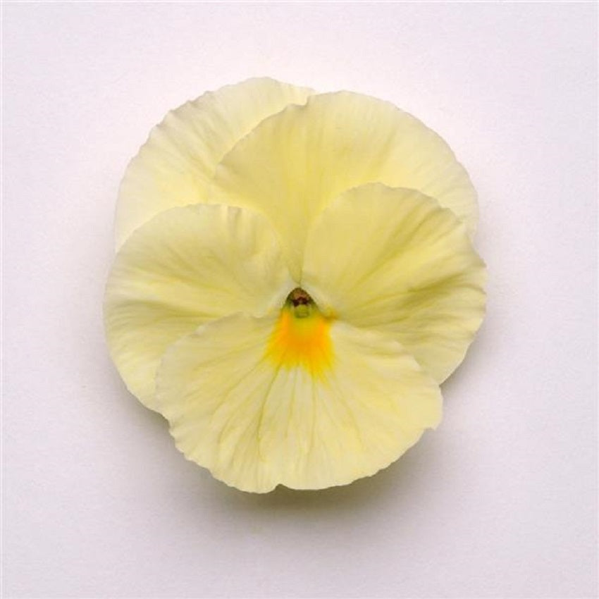 25 Flower Seeds For Sale Pansies Matrix Primrose