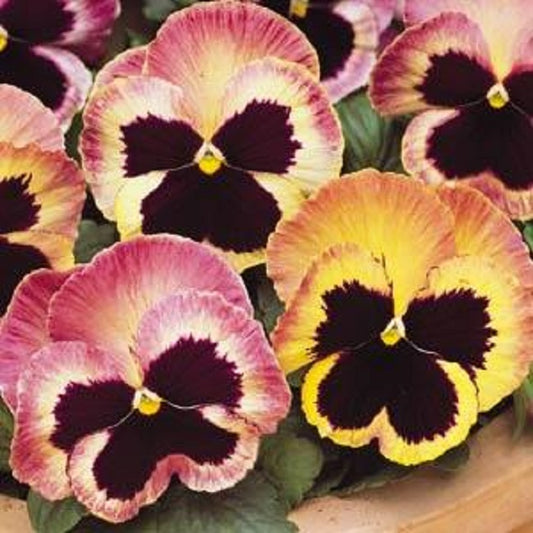 Pansy Seeds Pansy Matrix Sunrise 25 Seeds Pansies