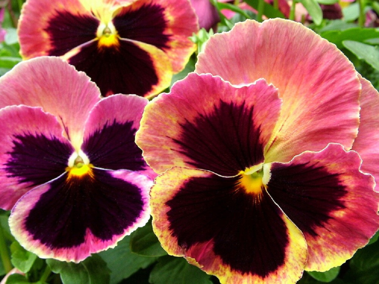 Pansy Seeds Pansy Matrix Sunrise 25 Seeds Pansies