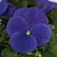 25 Flower Seeds For Sale Pansy Seeds Matrix True Blue