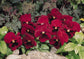 Snow Pansy Seeds Rose Blotch Snowpansy 50 Seeds