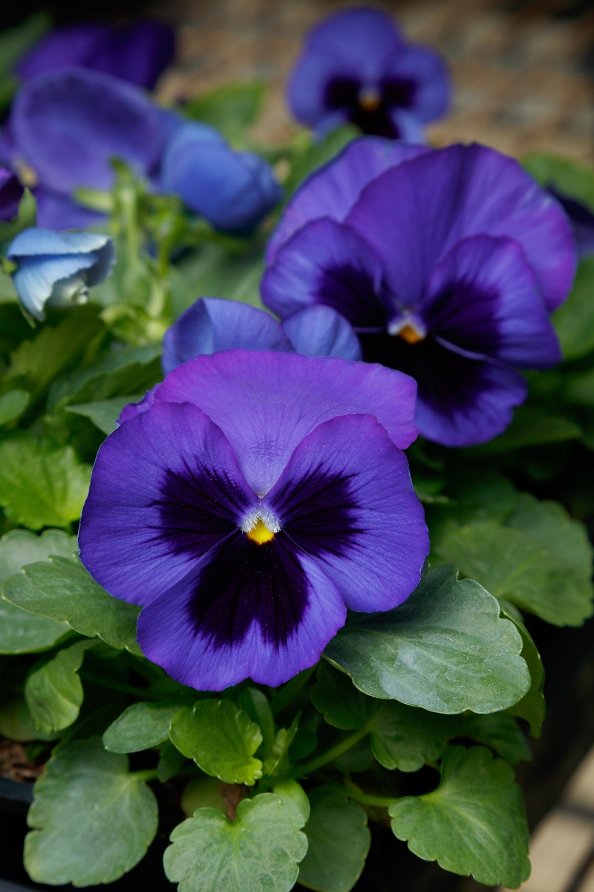 Pansy Seeds Pansy Spring Grandio Blue Blotch 25 thru 500 Seeds