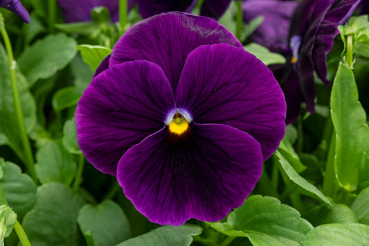 Pansy Seeds For Sale | Buy Pansy Seeds Online – Page 22