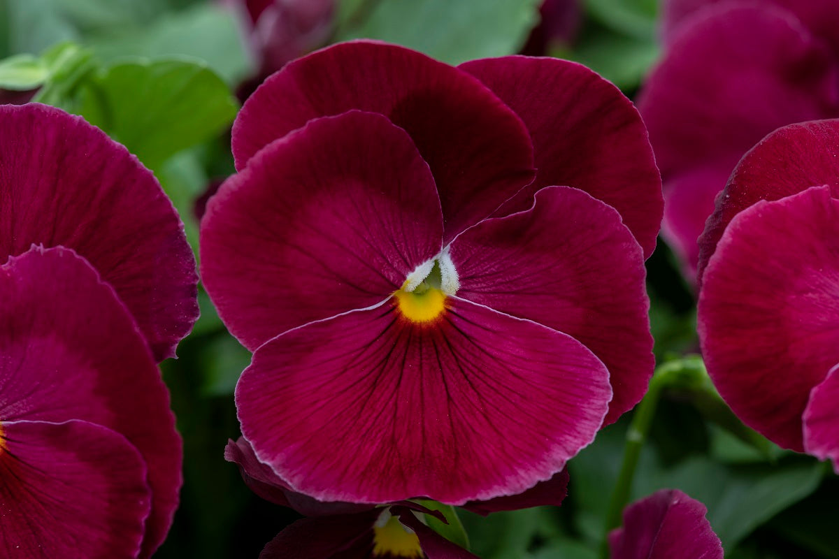 Bulk Pansy Seeds Pansy Spring Grandio Clear Rose 25 thru 500 Seeds