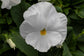 Pansy Seeds Pansy Spring Grandio Clear White 50 Seeds