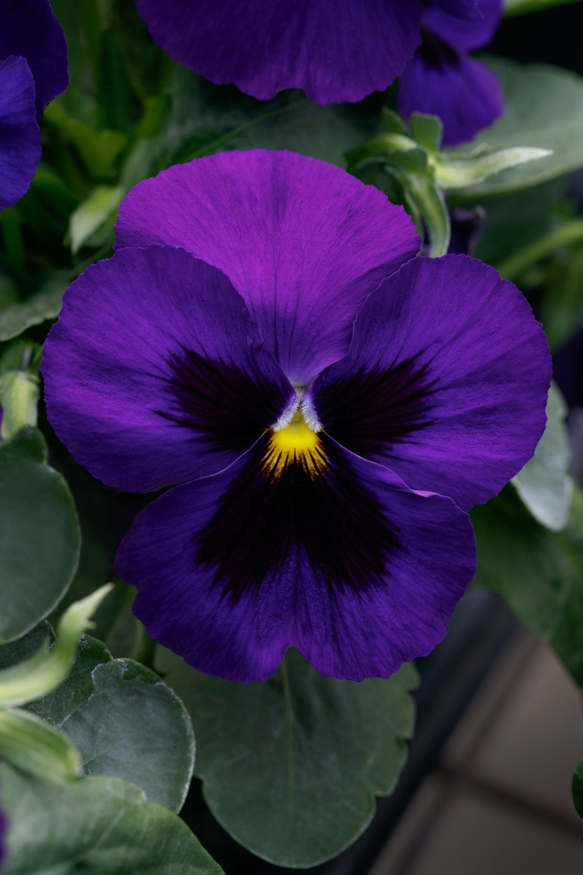 Flower Seeds Spring Grandio Deep Blue Blotch Pansy Seeds 25 thru 500 Seeds