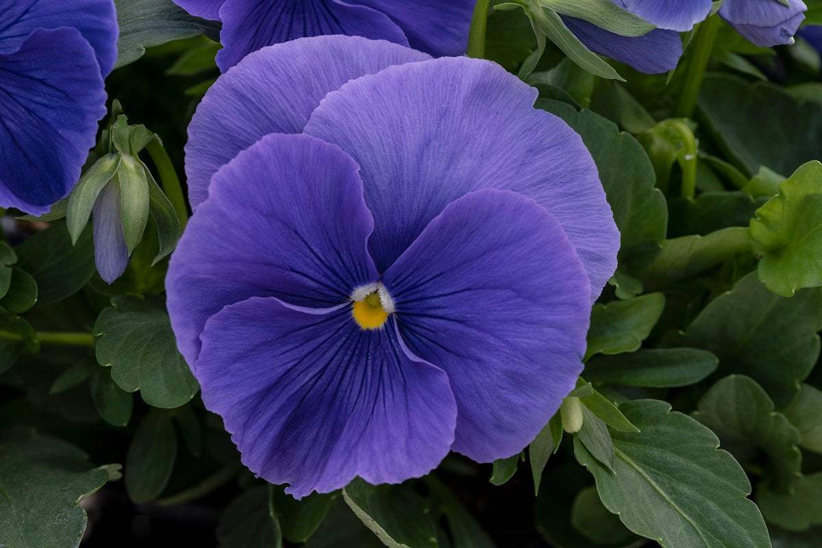 Pansy Seeds Pansy Spring Grandio True Blue 25 thru 500 Seeds