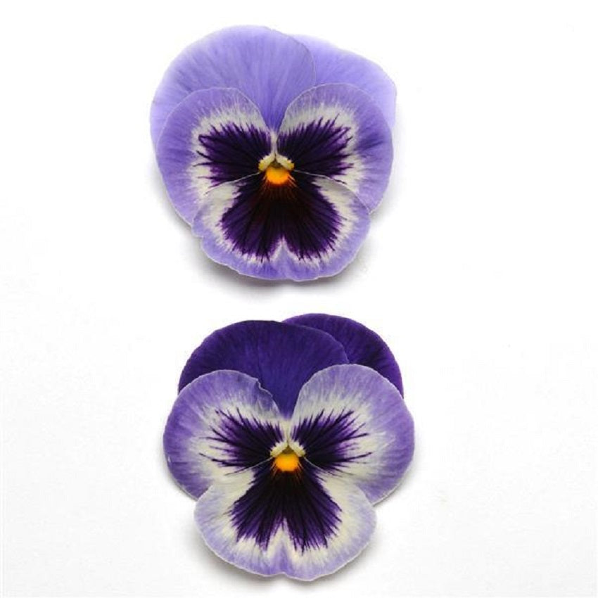 50 Pansy Seeds Spring Matrix Blue And White Flower Seeds