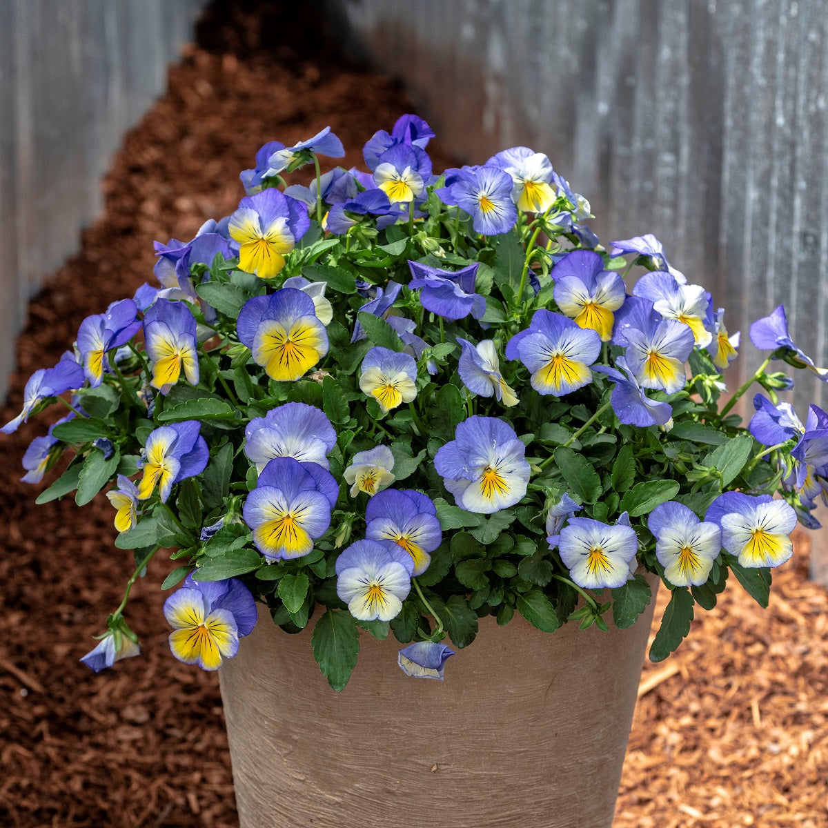 Pansy Seeds | Pansy Ultima Morpho | Flower Seeds