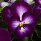 500 Pansy Seeds Ultima Radiance Purple Lace Flower Seeds