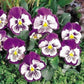 Pansy Seeds Whiskers Purple White 25 Flower Seeds Viola Seeds