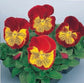 Pansy Seeds Whiskers Red Gold 25 Flower Seeds Viola Seeds