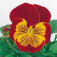 Pansy Seeds Whiskers Red Gold 25 Flower Seeds Viola Seeds