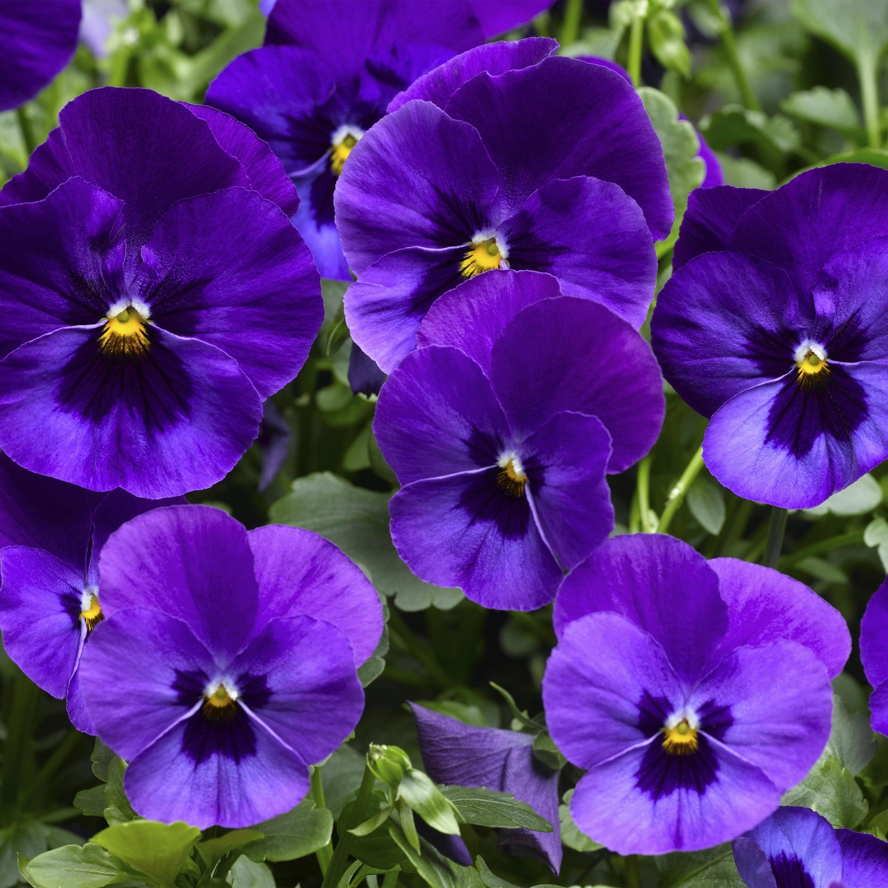 Wonderfall Pansy Seeds 25 Wonderfall Blue Blotch Trailing Pansy Seeds