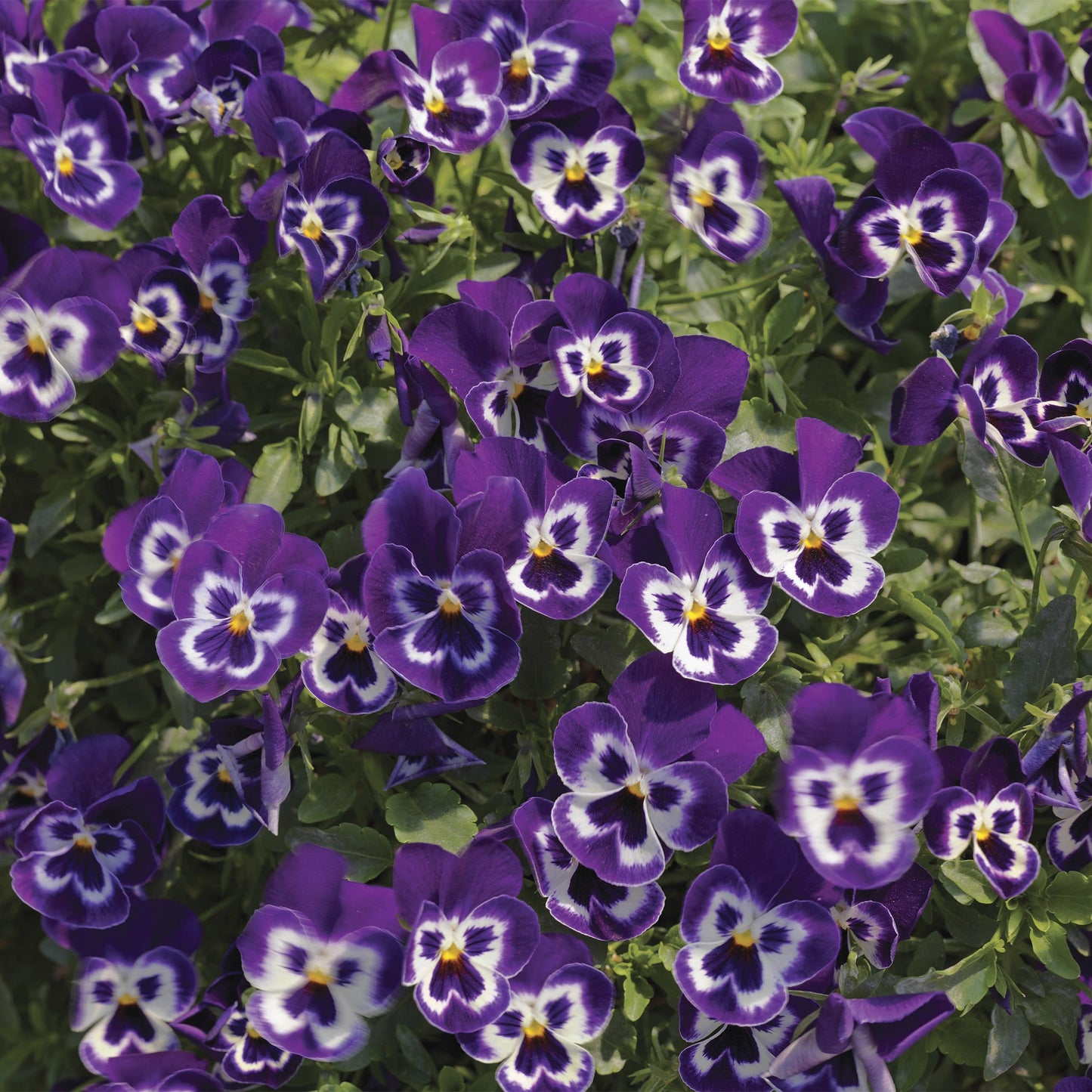 Wonderfall Pansy Seeds 25 Wonderfall Purple With Face Trailing Pansy Seeds