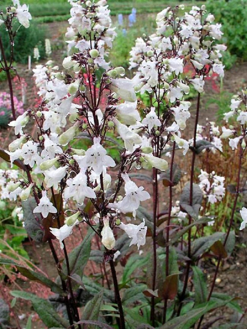 Penstemon Seeds Husker Red Superior 50 Perennial Seeds