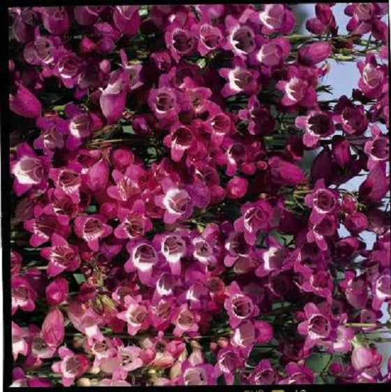 50 Penstemon Seeds Miniature Bells Flower Seeds