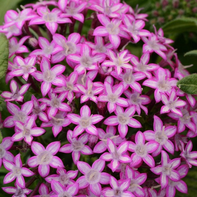 Pentas Seeds Glitterati Purple Star 25 Pelleted Seeds