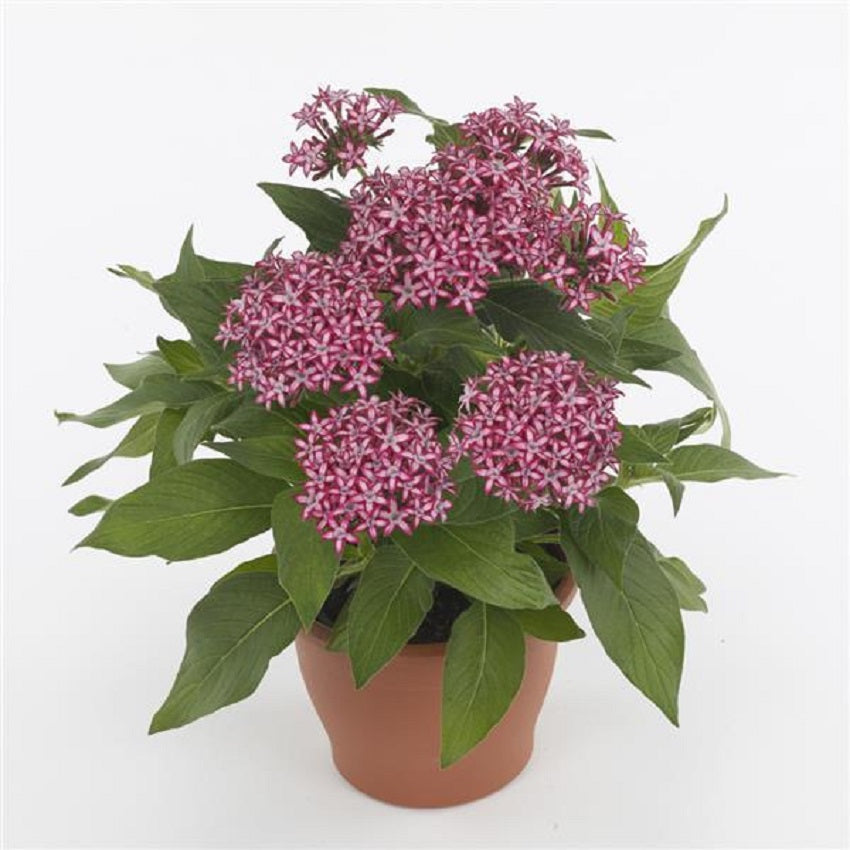 Pentas Glitterati Red Star 25 Pelleted Pentas Seeds