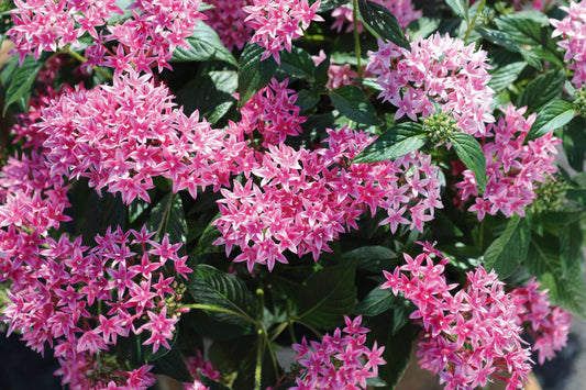 1,000 Bulk Pentas Seeds Graffiti 20/20 Flirty Pink Pelleted Seeds