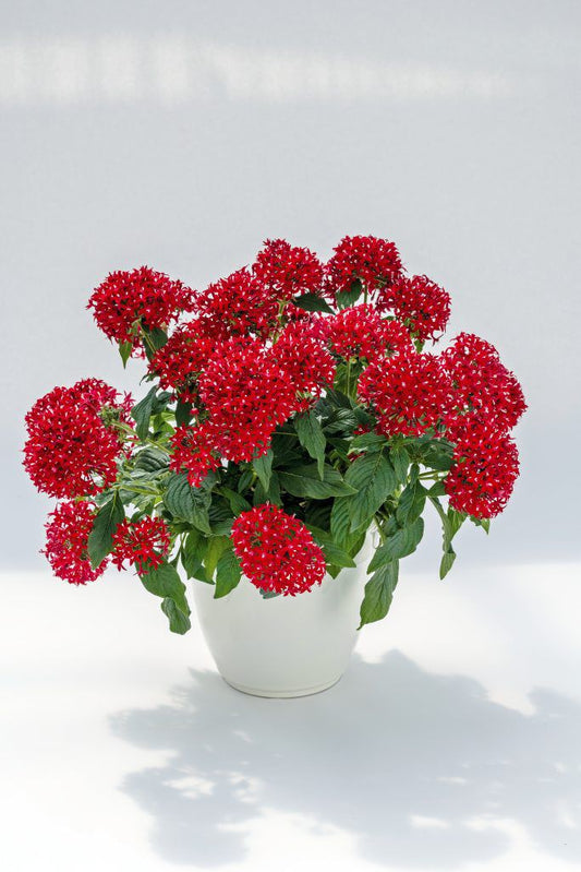 1,000 Bulk Pentas Seeds Graffiti 20/20 Vivid Red Pelleted Seeds