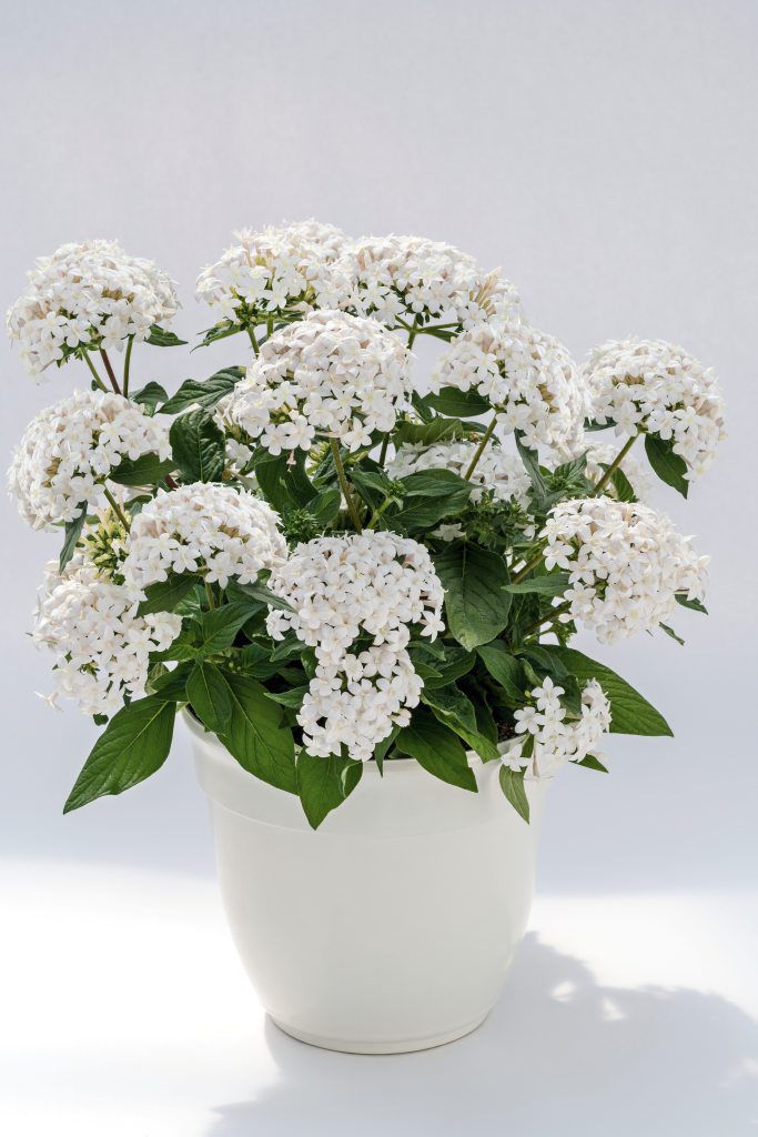 1,000 Bulk Pentas Seeds | Graffiti White | Pelleted Seeds