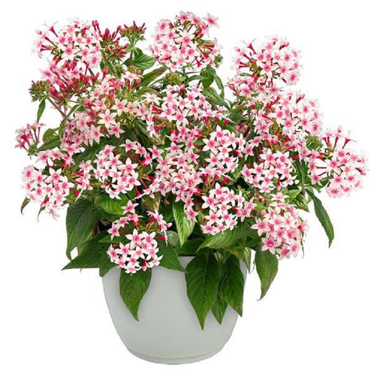 25 Pelleted Pentas Seeds Pentas Graffiti Appleblossom