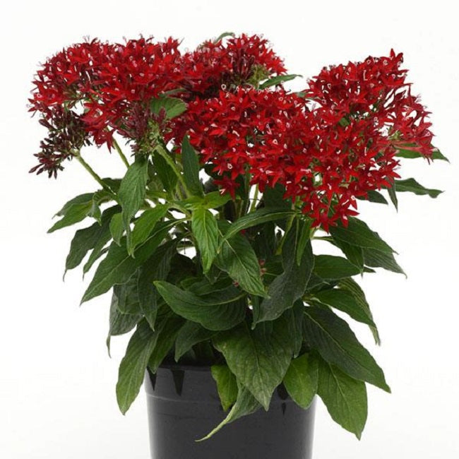 Pentas Seeds Pentas Lucky Star Dark Red 15 thru 250 Pelleted Seeds