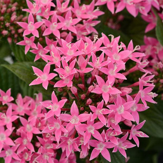 Pentas Lucky Star Deep Pink 25 Pelleted Seeds Pentas Seeds