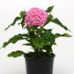 Pentas Lucky Star Deep Pink 25 Pelleted Seeds Pentas Seeds