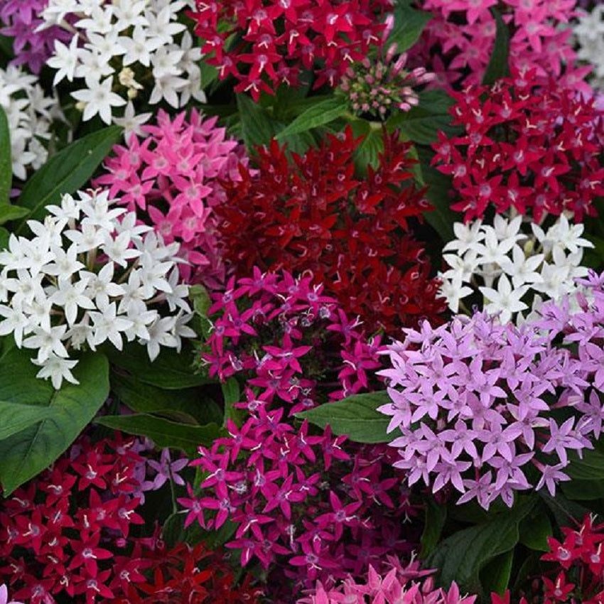 Pentas Seeds Pentas Lucky Star Mix 15 thru 250 Pelleted Seeds