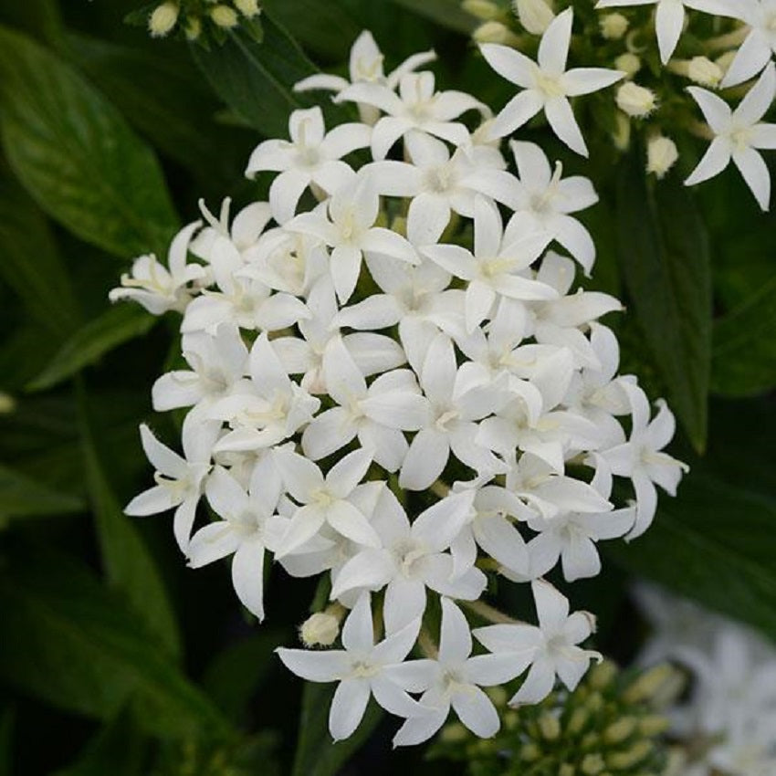 Pentas Seeds Pentas Lucky Star White 15 thru 250 Pelleted Seeds