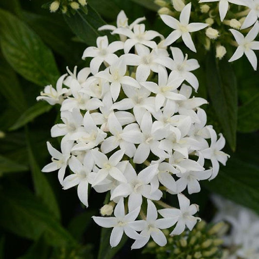 Pentas Seeds Pentas Lucky Star White 15 thru 250 Pelleted Seeds