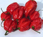 Caribbean Red Habanero 50 Pepper Seeds