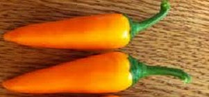 25 Bulgarian Carrot Pepper Seeds HOT Chili Pepper Seeds