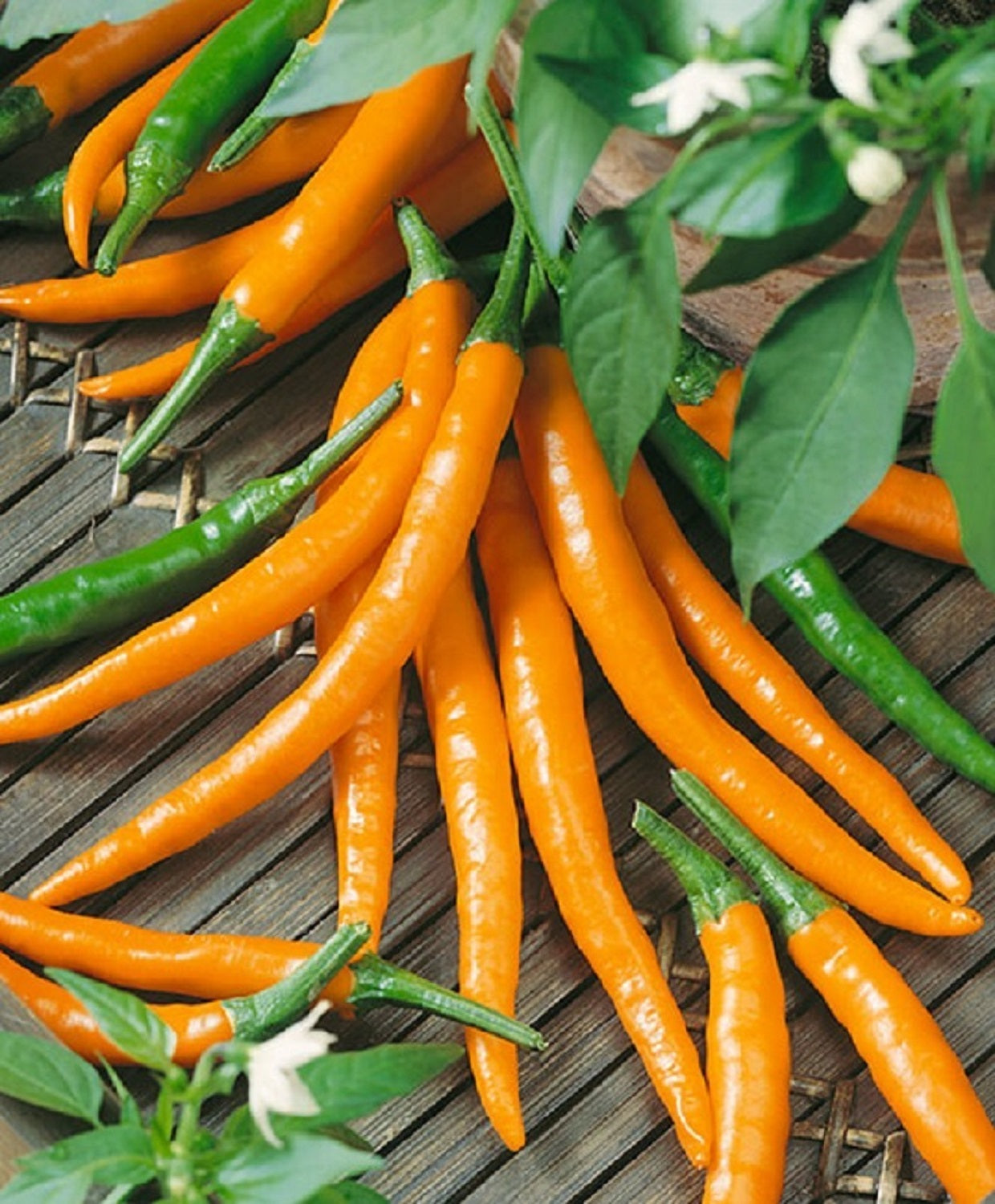 Pepper Seeds Cayenne Orange 25 Thru 1 000 Seeds Hot Pepper Seeds