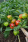 25 Chili Pie Pepper Seeds Hot Pepper Seeds Mild Miniature Bell Pepper