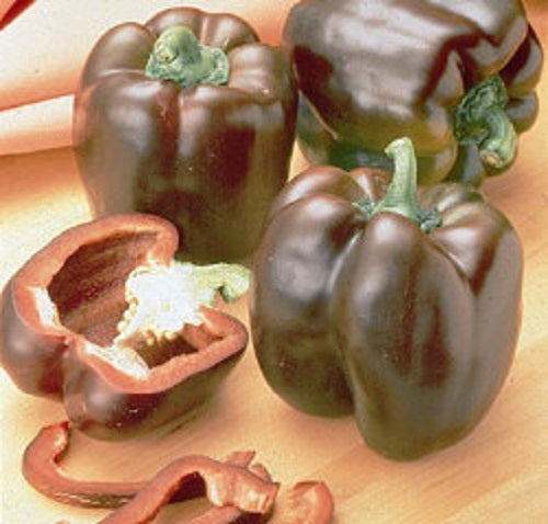 100 Pepper Seeds Chocolate Beauty Sweet Pepper Seeds