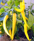 50 Pepper Seeds Golden Cayenne Chili Pepper Seeds