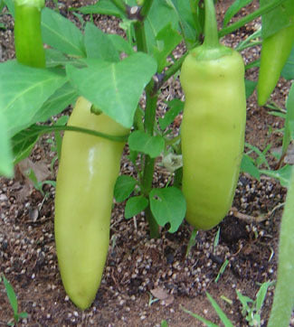 200 Hot Hungarian Wax Hot Pepper Seeds