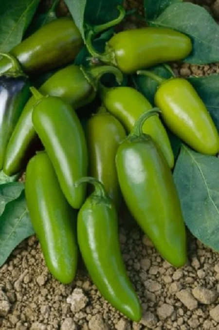 25 Jalapeno Mucho Nacho F1 Hot Pepper Seeds Large Jumbo Jalapeno