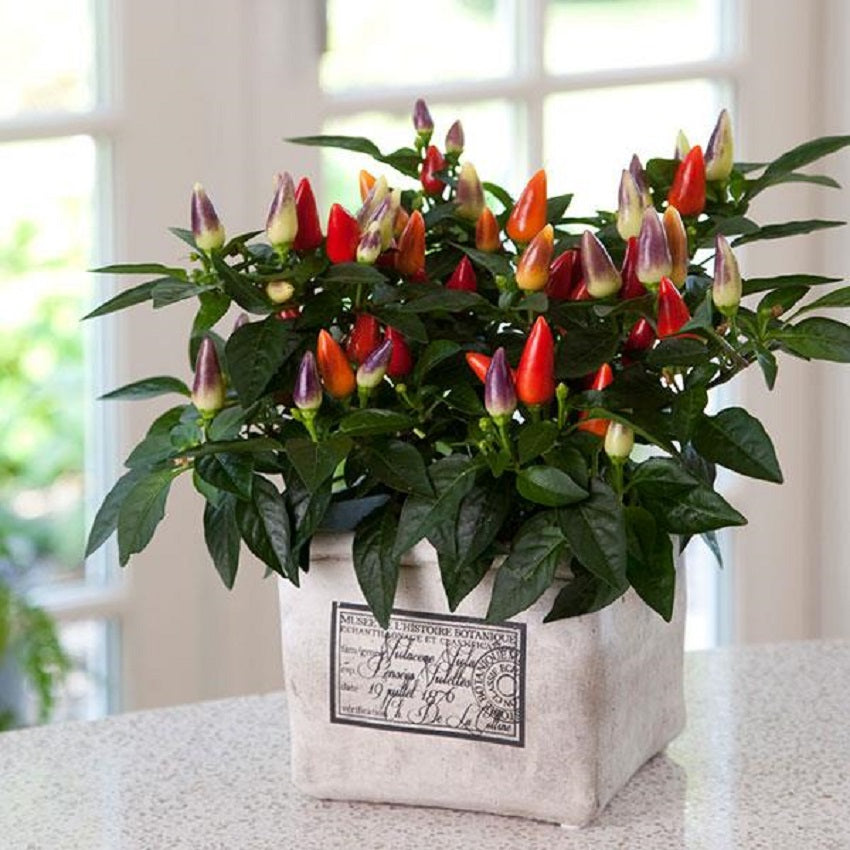 Ornamental Pepper Seeds Acapulco Multicolor 25 Seeds