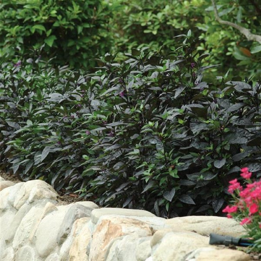 25 Black Pearl Ornamental Pepper Seeds