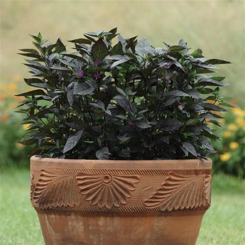 25 Black Pearl Ornamental Pepper Seeds