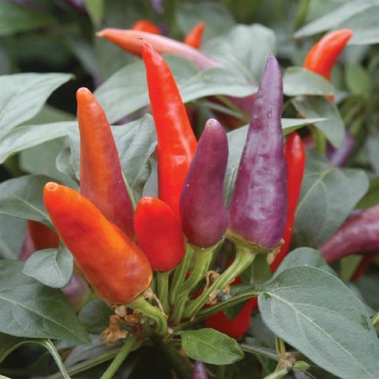 25 Ornamental Pepper Seeds Masquerade