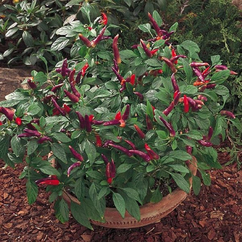 25 Ornamental Pepper Seeds Masquerade