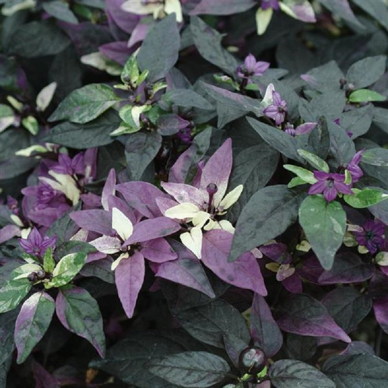 25 Ornamental Pepper Seeds Purple Flash